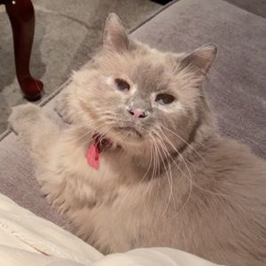 Meet your Posher, Shania